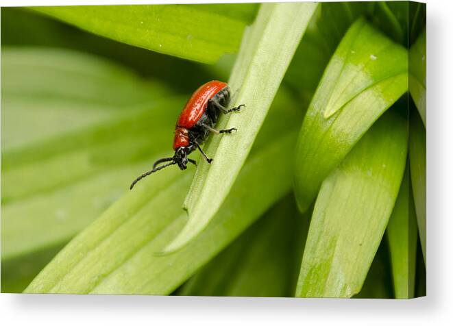 Lily Beetle Canvas Print featuring the photograph Lily Beetle by Spikey Mouse Photography