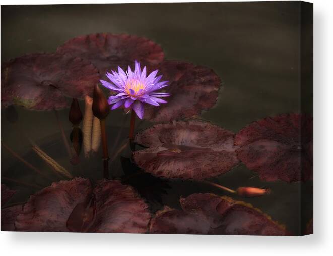  Lily Canvas Print featuring the photograph Lily at Dusk by Jessica Jenney