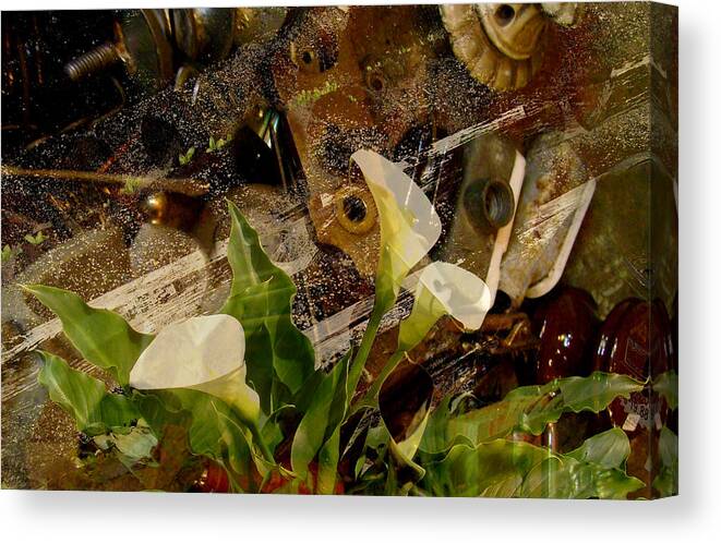 Calla Lily Canvas Print featuring the photograph Lily of the Scrap Pile by Laureen Murtha Menzl