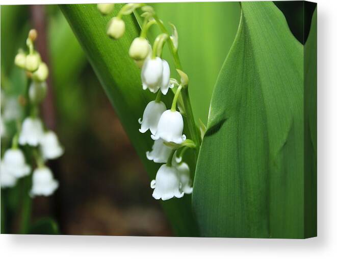 Lily Of The Valley Canvas Print featuring the photograph Lily of the Valley by Marisa Geraghty Photography