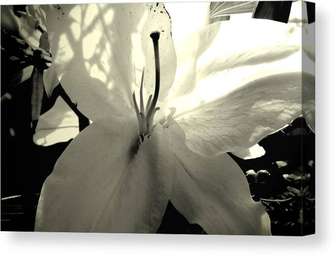 Lili Canvas Print featuring the photograph Lily White by Katy Hawk