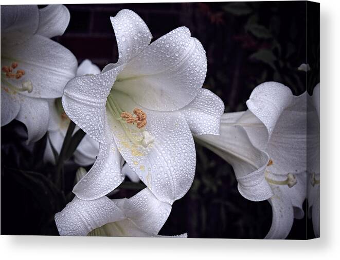 Lily Canvas Print featuring the photograph Lily with rain droplets by Bonnie Willis