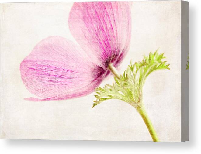 Anemones Canvas Print featuring the photograph Linen in Pink by Caitlyn Grasso