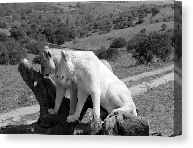 Lion Canvas Print featuring the photograph Lion cubs by Chris Whittle
