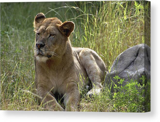 Lioness Canvas Print featuring the photograph Lioness by Richard Gregurich