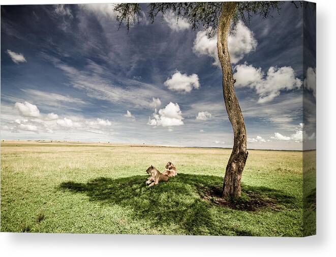 Africa Canvas Print featuring the photograph Lions In The Shade - Selenium Toned by Mike Gaudaur