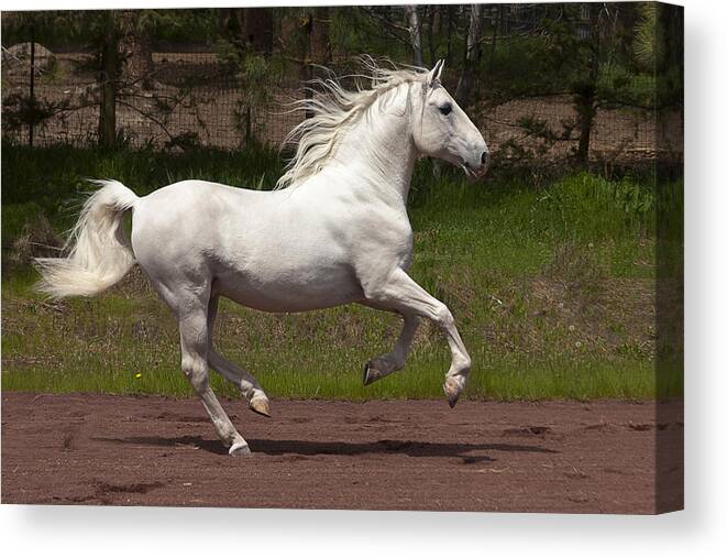 Lipizzan At Liberty Canvas Print featuring the photograph Lipizzan at Liberty by Wes and Dotty Weber