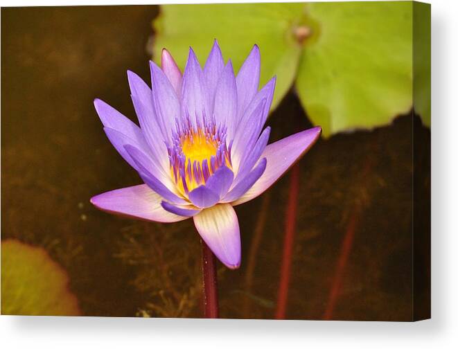 Lily Canvas Print featuring the photograph Lighted from Within by Kristina Deane