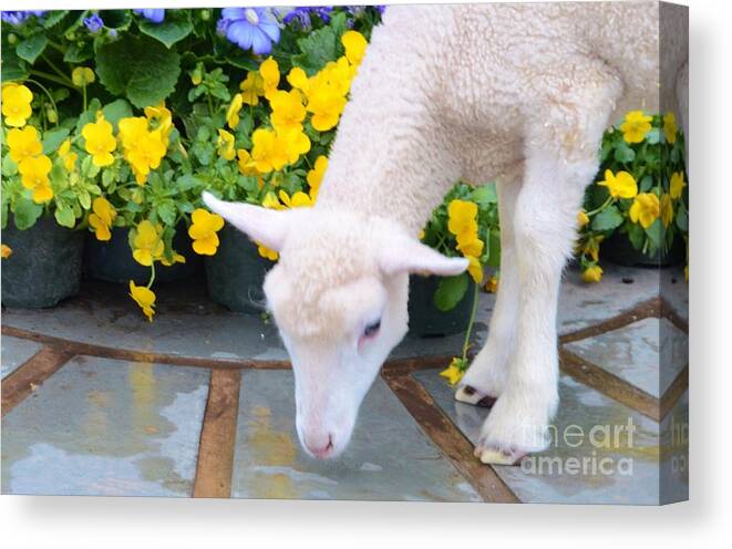 #lamb #.calf Canvas Print featuring the photograph Little Lamb by Kathleen Struckle