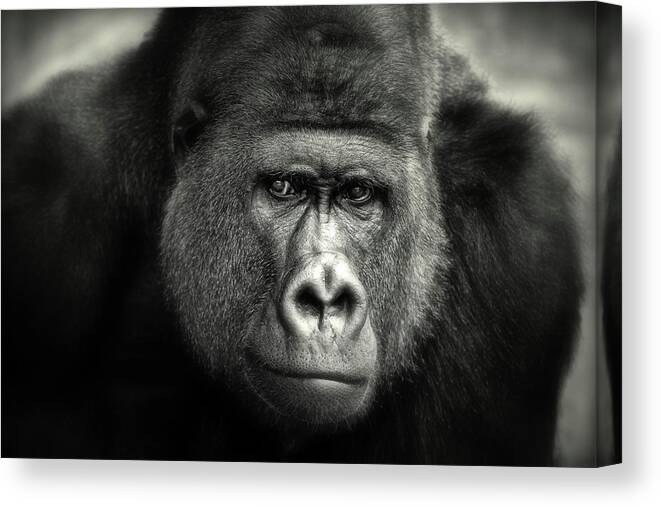 Animals Canvas Print featuring the photograph Little Smile .... by Antje Wenner-braun