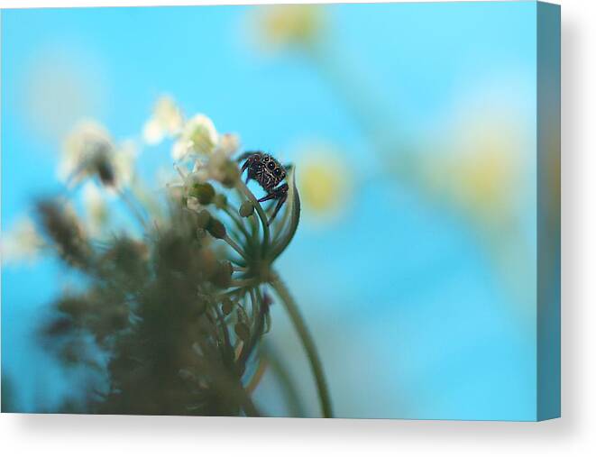 Nature Canvas Print featuring the photograph Little Spider by Rachelle Johnston