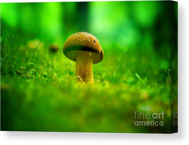 Mushroom Canvas Print featuring the photograph Little Wild Mushroom on a Green Forest Patch by Beverly Claire Kaiya