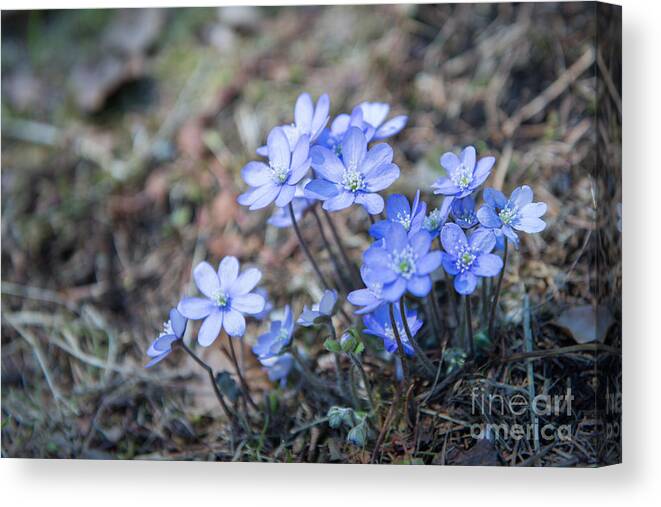 Hepatica Nobilis Canvas Print featuring the photograph liverleaf II by Hannes Cmarits