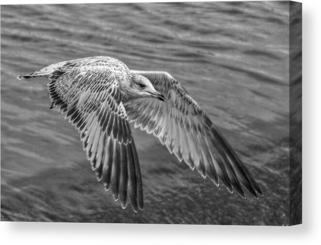 Seagull Canvas Print featuring the digital art Locked On by Linda Unger