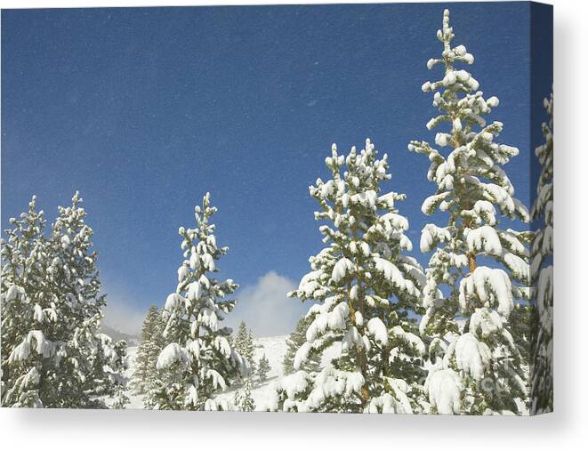 00431184 Canvas Print featuring the photograph Lodgepole Pines In The Wind by Yva Momatiuk John Eastcott