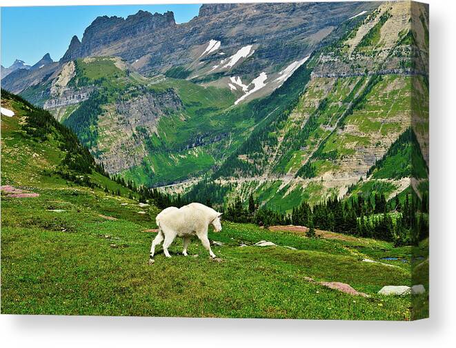 Glacier National Park Canvas Print featuring the photograph Logan Pass Mountain Goat by Greg Norrell