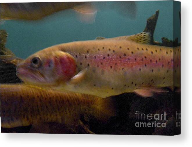Animal Canvas Print featuring the photograph Lohontan Cutthroat Trout by Ron Sanford