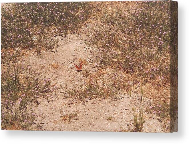 Butterfly Canvas Print featuring the photograph Lone butterfly by Cynthia Marcopulos