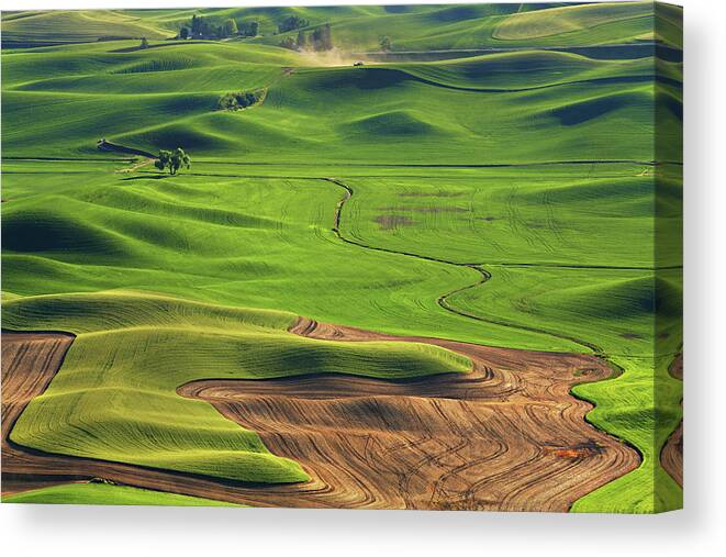 Tranquility Canvas Print featuring the photograph Lone Cottonwood Tree Palouse by Sameer Mundkur