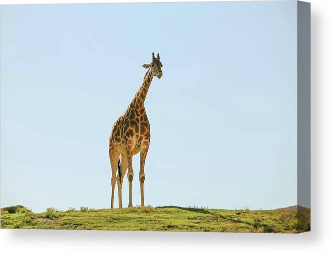 Clear Sky Canvas Print featuring the photograph Lone Giraffe by Daniela Duncan