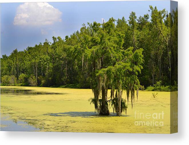 Magnolia Plantation Canvas Print featuring the photograph Lone Magnolia Swamp Tree by Amy Lucid