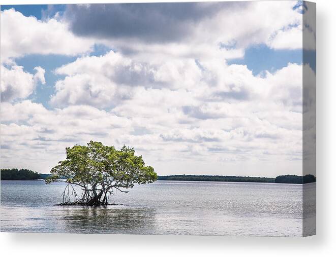 Chokoloskee Bay Canvas Print featuring the photograph Lone Mangrove by Adam Pender