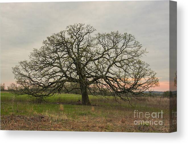 Lone Oak Canvas Print featuring the photograph Lone Oak - Spring by Dan Hefle