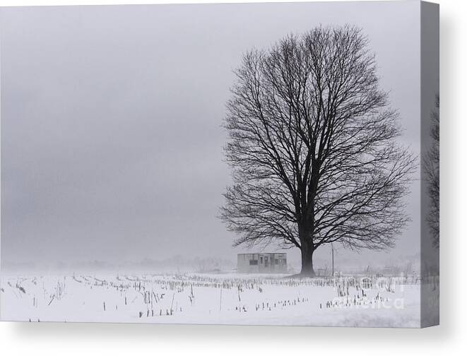 (fog Or Foggy) Canvas Print featuring the photograph Lone Tree in the Fog by Debra Fedchin
