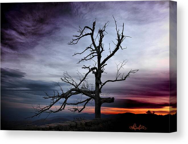Lone Canvas Print featuring the photograph Lone Tree by Renee Sullivan