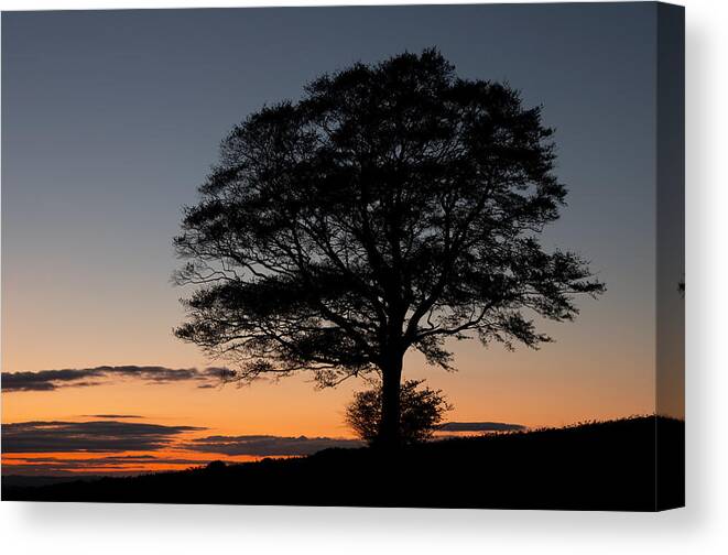Lone Tree Canvas Print featuring the photograph Lone tree silhouetted at Dusk by Pete Hemington