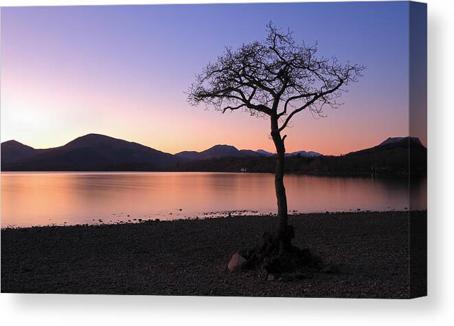 Loch Lomond Canvas Print featuring the photograph Lone tree Sunset by Grant Glendinning