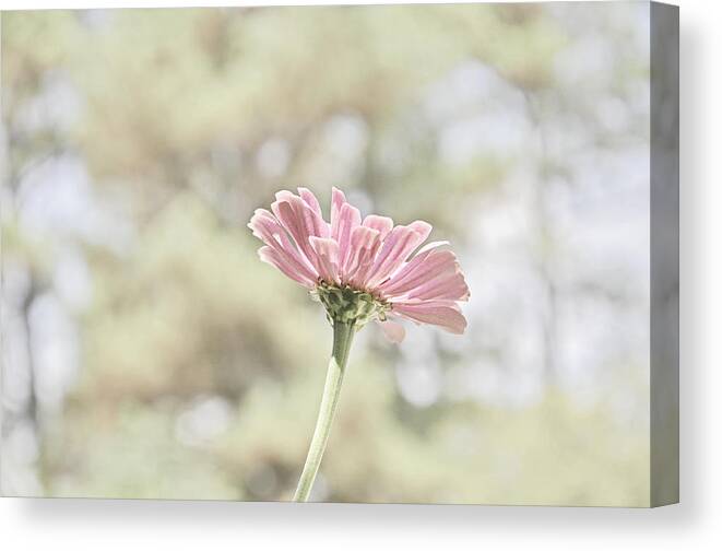 Zinnia Canvas Print featuring the photograph Lone Zinnia by Jeanne May