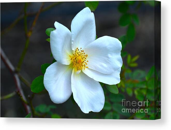 Flickr Explore Canvas Print featuring the photograph Lonely Blossom... by Dan Hefle