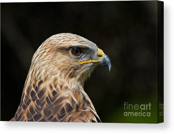 Long-legged Buzzard Canvas Print featuring the photograph Long-legged Buzzard by Marcus Bosch