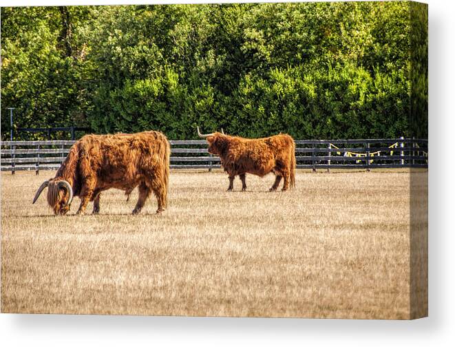 Cattle Canvas Print featuring the photograph Longhorns by Cathy Kovarik