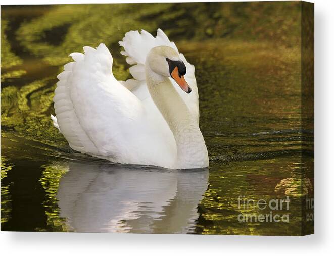 Bird Canvas Print featuring the photograph Look At Me by Teresa Zieba