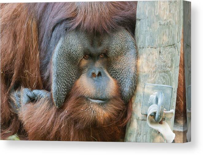 Orangutan Canvas Print featuring the photograph Look Into My Eyes by Tim Stanley