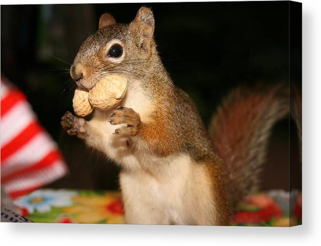 Squirrel Canvas Print featuring the photograph Look No Hands by Paula Brown