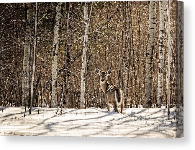 Woods Canvas Print featuring the photograph Lookin back by Lori Dobbs