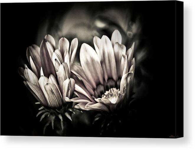 Flower Canvas Print featuring the photograph Looking around-095 by Emilio Arostegui