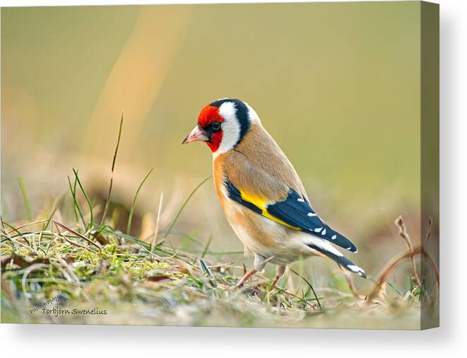 Goldfinch Looking Around Canvas Print featuring the photograph Looking around by Torbjorn Swenelius