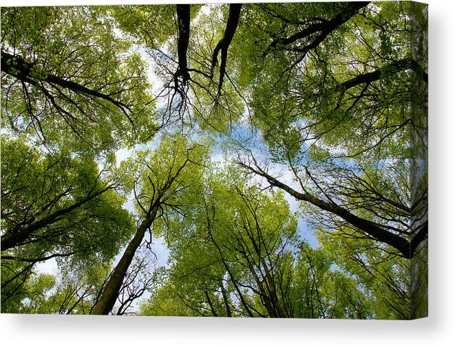 Tree Canvas Print featuring the digital art Looking up by Ron Harpham