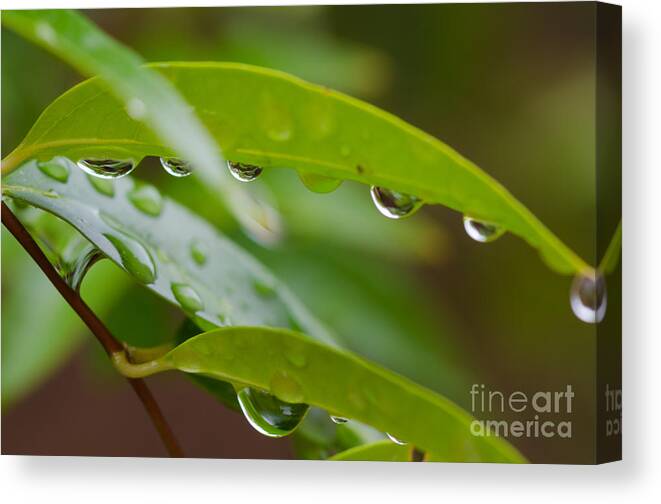 Raindrop Canvas Print featuring the photograph Looks Like a Peapod by Tamara Becker