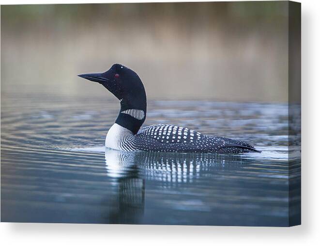 Loon Canvas Print featuring the photograph Loon by Jack Bell