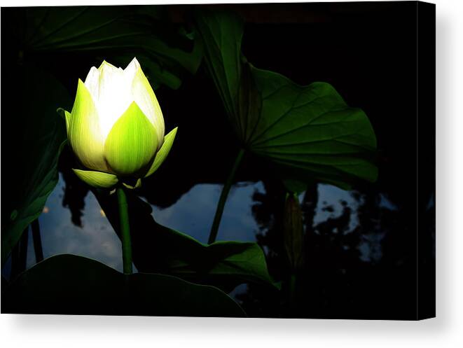 Lotus Canvas Print featuring the photograph Lotus Flower 2 by Kara Stewart