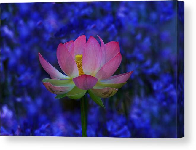 California Canvas Print featuring the photograph Lotus Flower In Blue by Beth Sargent