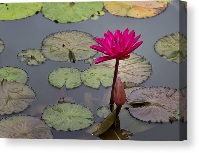 Lotus Flower Canvas Print featuring the photograph Lotus Flower by Mike Herdering