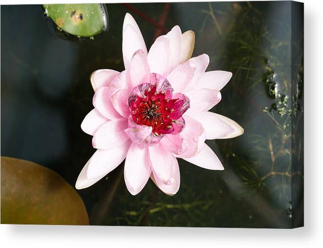 Spa Canvas Print featuring the photograph Lotus Flower New Species Blooming by Xvision