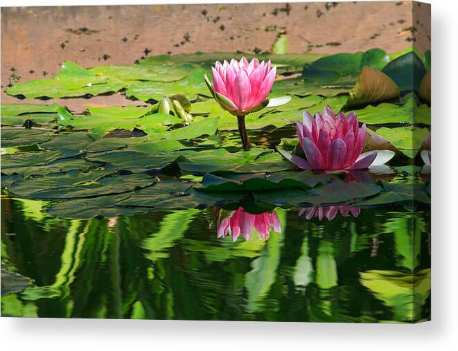 California Canvas Print featuring the photograph Lotus Flower Reflections by Beth Sargent