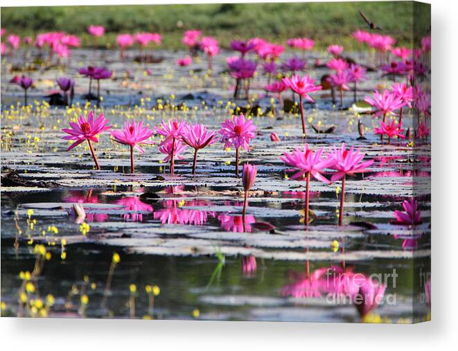 Aquatic Canvas Print featuring the photograph Lotus flowers by Amanda Mohler